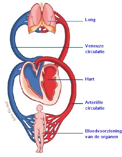 Zuurstofrijk bloed van de longen wordt door het hart gepompt en voorziet de organen van bloed