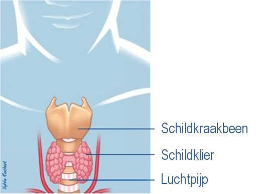 Locatie van de schildklier onder in de hals